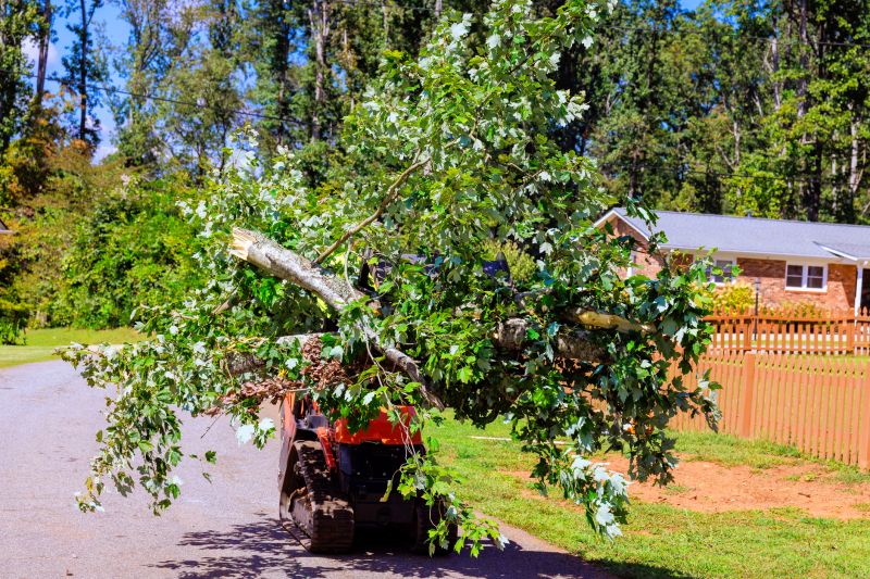 Tree Branch Hauling