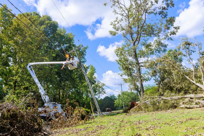 Tree Branch Hauling