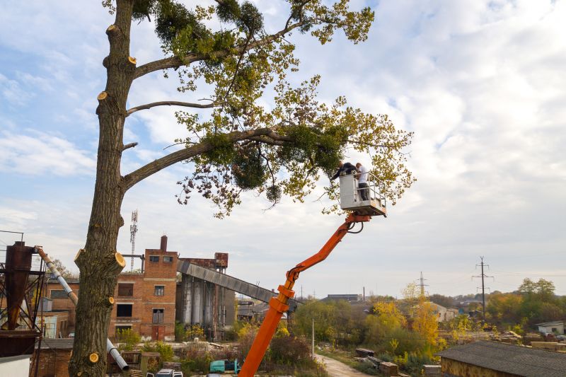 Tree Branch Hauling