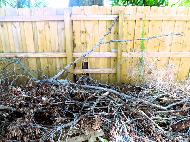 Tree Branches Removal in Honolulu, HI