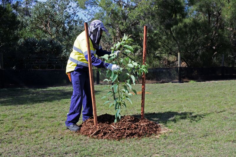 Tree Planting Service in Honolulu, HI