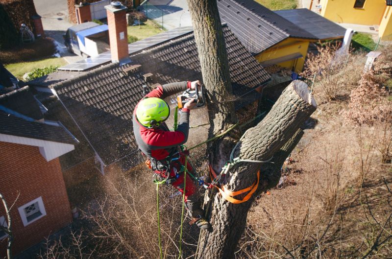 Tree Repair in Reno, NV